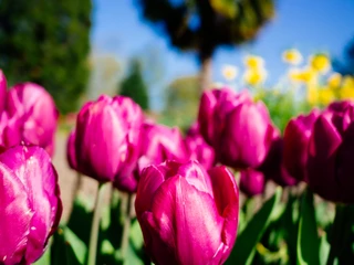 Rhine Park Tulpen in kräftigem Magenta blühen im Vordergrund, während eine Palme und blauer Himmel den Hintergrund schmücken.Tulips in vibrant magenta bloom in the foreground, while a palm tree and blue sky adorn the background.