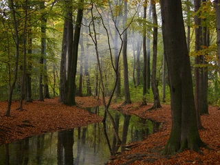 Stadtwald Forest Ein ruhiger Wald mit hohen, schlanken Bäumen, Laub am Boden und einem klaren Bach.A quiet forest with tall, slender trees, leaves on the ground and a clear stream.
