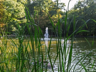 Stadtwald Forest Im Kölner Stadtwald spiegelt ein ruhiger Teich das Grün der umgebenden Bäume, mit Schilf im Vordergrund und einem gut sichtbaren Wasserbrunnen im Zentrum.In Cologne's city forest, a tranquil pond reflects the green of the surrounding trees, with reeds in the foreground and a clearly visible water fountain in the center.