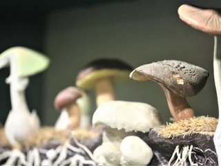 burger_waldmuseum_luftkurort_burg-7