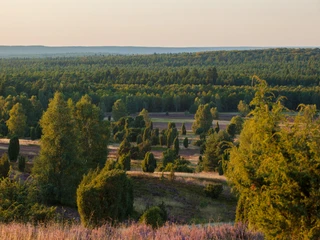 wilseder-berg-heidelandschaft