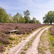 heidschnuckenweg