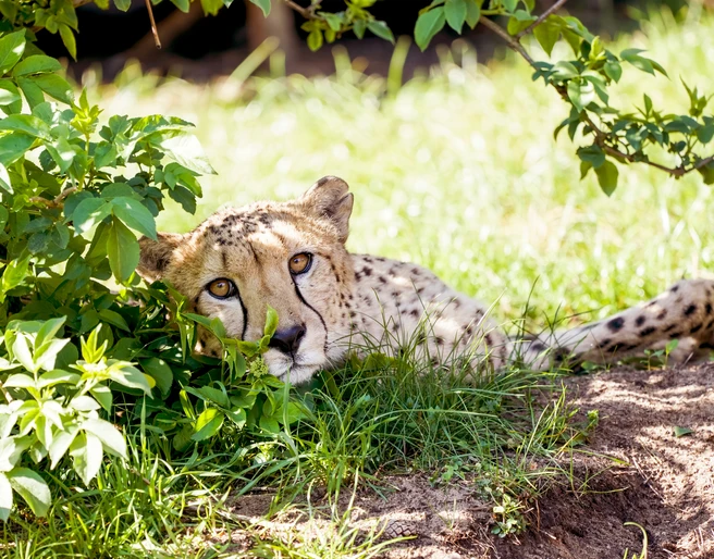 serengeti-safari-gepard