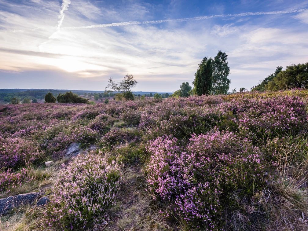 naturschutzgebiet-lueneburger-heide