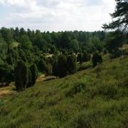 borsteler-schweiz Es scheint ein technisches Problem bei der Durchführung der Dateisuche zu geben. Basierend auf dem Bild, das ich sehen kann, werde ich eine Bildbeschreibung erstellen.Die "Borsteler Schweiz" zeigt eine hügelige Heide- und Waldlandschaft mit dichten, grünen Pflanzen und einem klaren Himmel. Im Vordergrund sind Heidepflanzen zu sehen, umgeben von vereinzelten Wacholderbüschen, die eine malerische Szenerie bilden.