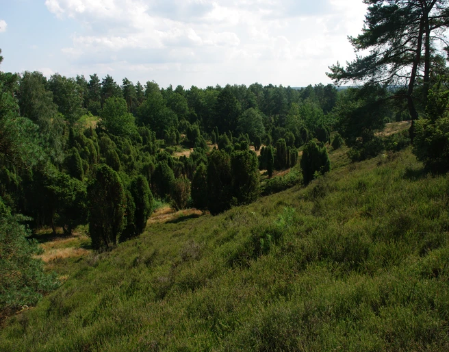 borsteler-schweiz Es scheint ein technisches Problem bei der Durchführung der Dateisuche zu geben. Basierend auf dem Bild, das ich sehen kann, werde ich eine Bildbeschreibung erstellen.Die "Borsteler Schweiz" zeigt eine hügelige Heide- und Waldlandschaft mit dichten, grünen Pflanzen und einem klaren Himmel. Im Vordergrund sind Heidepflanzen zu sehen, umgeben von vereinzelten Wacholderbüschen, die eine malerische Szenerie bilden.