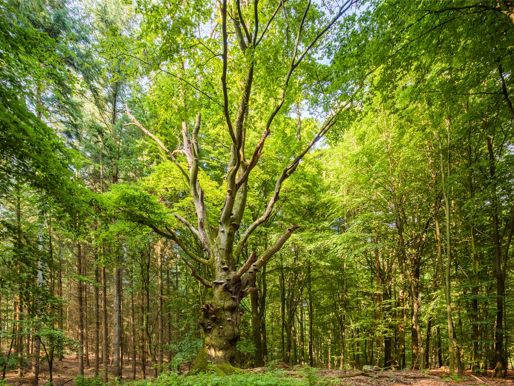 pilzbaum-bei-steinbeck