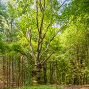 pilzbaum-bei-steinbeck