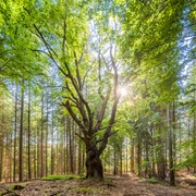 wald-rund-um-steinbeck