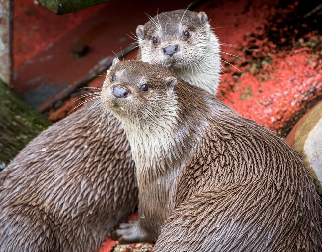 wildpark-fischotter
