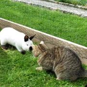 Zwergkaninchen und Katze