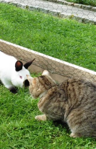 Zwergkaninchen und Katze