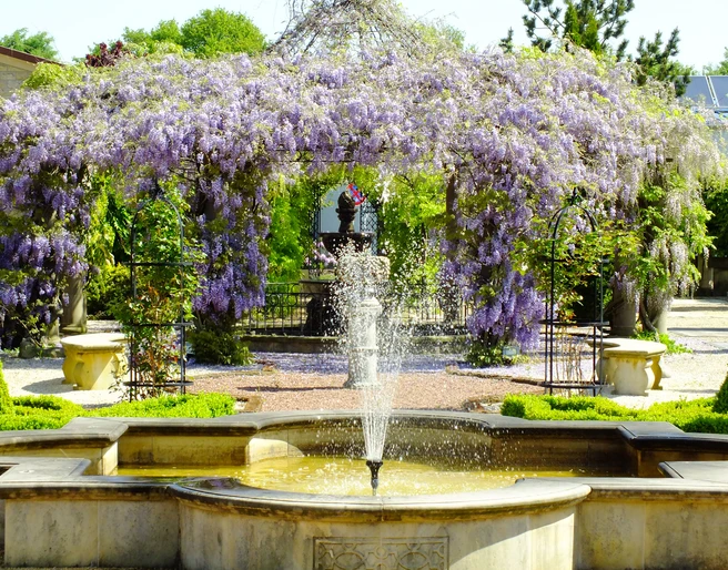 Natursteingarten Dubiel Ein kunstvoller, von Blüten umrahmter Gartenbrunnen, umgeben von prächtigen lila Wisteria-Blütenranken.