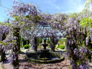 Natursteingarten Dubiel Ein romantischer Garten mit lilafarbenen Glyzinien, die elegant über einem schmiedeeisernen Brunnen ranken.