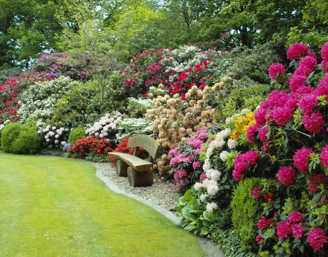 Rhodo-Garten Eine üppige Wand aus bunt blühenden Rhododendren umrahmt eine idyllische Bank in einem grünen Garten.