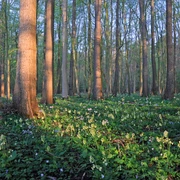 Mansholter Holz Sonnendurchfluteter Laubwald mit hohen, schlanken Bäumen, deren Stämme von warmem Licht durchflutet sind. Der Waldboden ist mit einem Teppich aus frischem Grün und vereinzelt blühenden Blumen bedeckt."