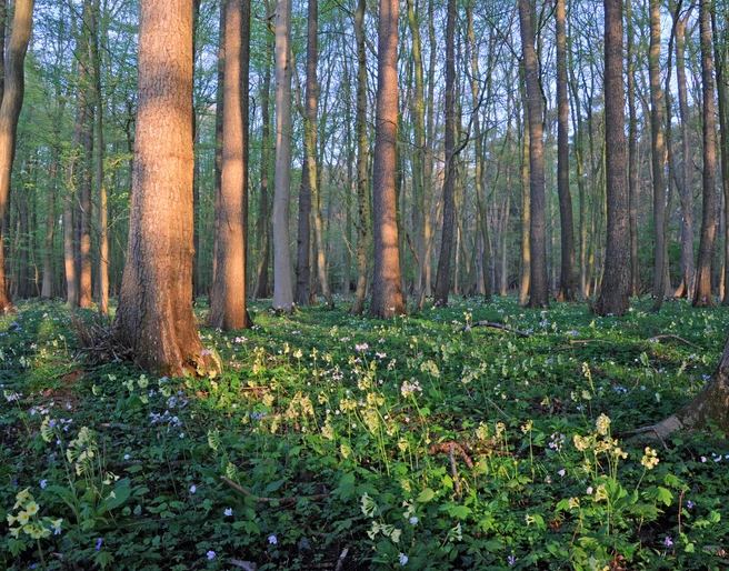 Mansholter Holz Sonnendurchfluteter Laubwald mit hohen, schlanken Bäumen, deren Stämme von warmem Licht durchflutet sind. Der Waldboden ist mit einem Teppich aus frischem Grün und vereinzelt blühenden Blumen bedeckt."