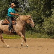 Westernreiten Ein Reiter mit blauem Shirt kontrolliert sein Pferd in vollem Galopp über eine sandige Fläche.