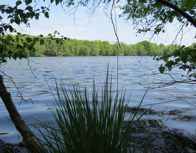 Idyllische Kieskuhle Roggenmoor Ein ruhiger See mit sanften Wellen, umgeben von grünem Laub und Schilfgras im Vordergrund.