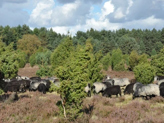Heidschnuckenherde  Auf der Heidefläche steht eine große Herde von Heidschnucken, umgeben von dichtem Kiefernwald und bewölktem Himmel.