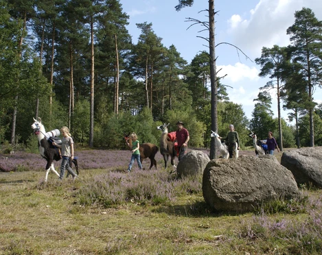 Wanderung mit Lamas
