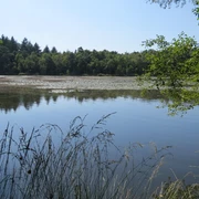 Drakampsee mit Seerosen Auf dem Bild ist der Drakampsee zu sehen, gesäumt von Bäumen, mit Seerosen auf der Wasseroberfläche.