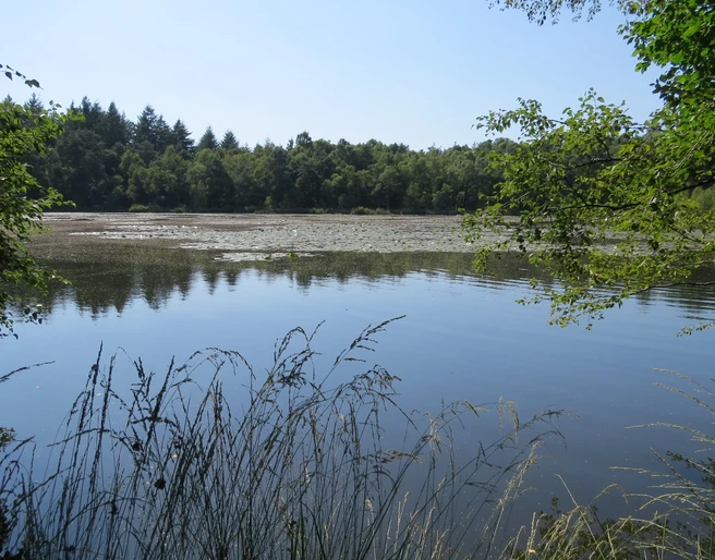 Drakampsee mit Seerosen Auf dem Bild ist der Drakampsee zu sehen, gesäumt von Bäumen, mit Seerosen auf der Wasseroberfläche.