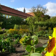 Klostergarten Mariensee Klostergarten Mariensee mit prächtiger Sonnenblume im Vordergrund und Abteigebäude im Hintergrund.