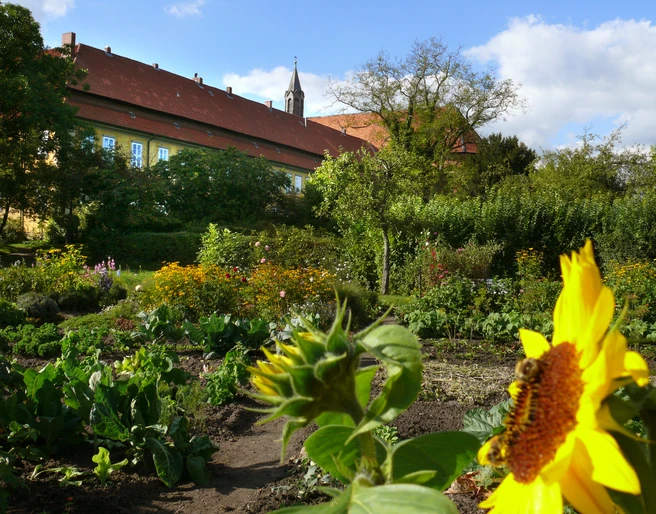Klostergarten Mariensee Klostergarten Mariensee mit prächtiger Sonnenblume im Vordergrund und Abteigebäude im Hintergrund.