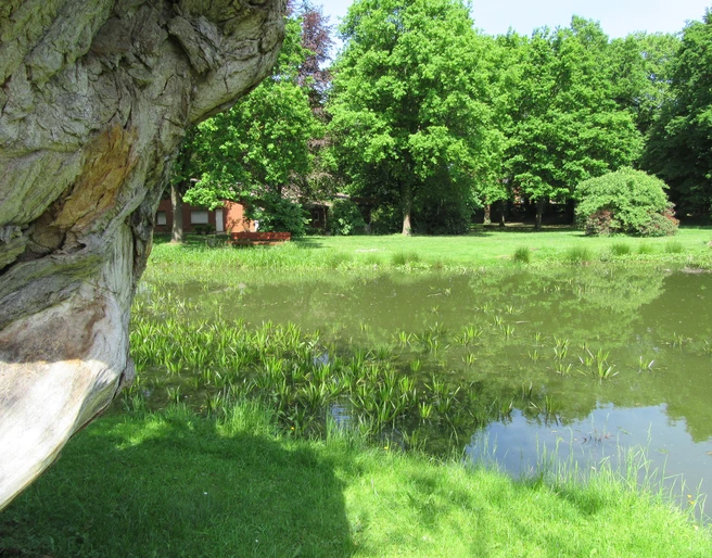 Naturbelassener Grillplatz am Schützenhaus Mardorf, umgeben von Bäumen und einem ruhigen Teich.