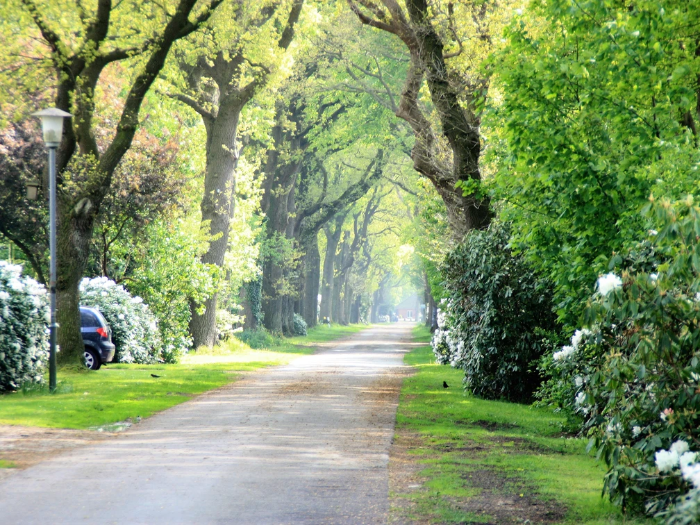 Klauhörn_Eichenalle Die Allee zeichnet sich durch hohe Eichen aus, die auf beiden Seiten einen schattigen Weg säumen und ein Gefühl von Ruhe und Natur vermitteln.