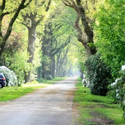 Klauhörn_Eichenalle Die Allee zeichnet sich durch hohe Eichen aus, die auf beiden Seiten einen schattigen Weg säumen und ein Gefühl von Ruhe und Natur vermitteln.