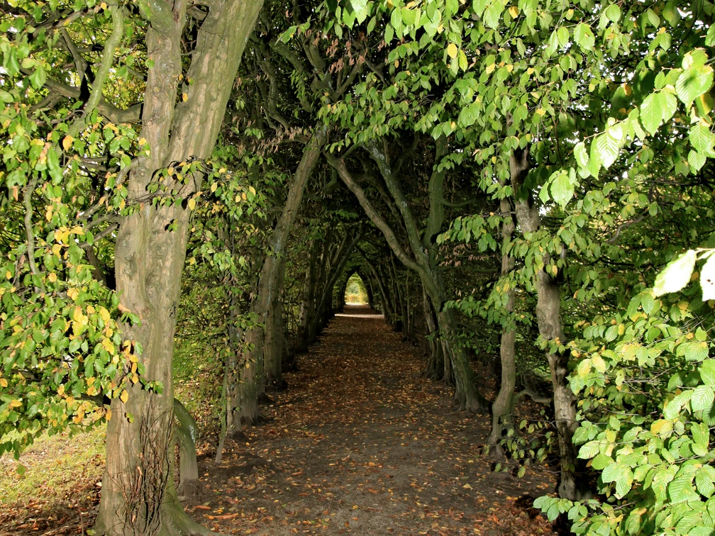 Eine von Bäumen gesäumte Allee bildet einen natürlichen Tunnel aus üppigem Laub in sattem Grün.