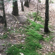 Wegesperre Uekenpohl Ein bewaldeter Pfad mit Moosbewuchs und umgefallenen Blättern, umgeben von Tannenbäumen.