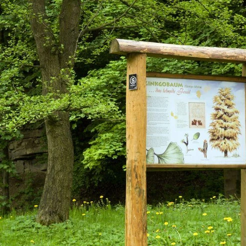 Info-Tafel am Gingko-Baum im Baumpark Bad Driburg.