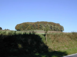 Landschaft in Stapelage Grüne Wiese mit einem Wald im Hintergrund unter klarem, blauen Himmel in Stapelage.