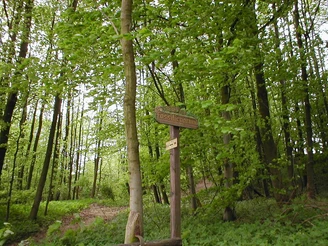 Holzwegweiser im grünen Laubwald zum Fossilienfundort, umgeben von dichtem Blätterdach.