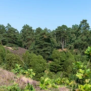 230818_Borsteler_Kuhlen_CCBYSA_Bispingentouristik_DM-08.jpg Leuchtend grüne Heide und majestätische Kiefern prägen die idyllische Landschaft der Borsteler Kuhlen.