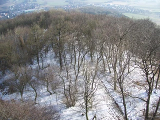 Aussicht im Winter vom Luisenturm Borgholzhausen Schneebedeckter Wald auf einem Hügel, mit Ausblick auf ein entferntes Dorf im Hintergrund.