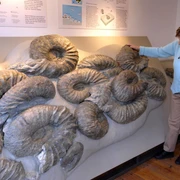 Einzigartige große Ammoniten im Heimathaus Borgholzhausen Eine Frau betrachtet riesige Ammonitenfossilien, die auf einer Museumswand ausgestellt sind.