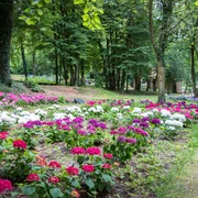Hortensia Garden im Skulpturenparkpark Lengerich Bunte Hortensien in farbenfrohen Beeten, umgeben von hohen Bäumen im Skulpturenpark Lengerich.