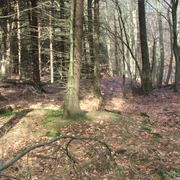 Wegesperre Stapelage Herbstlicher Waldweg von sonnengefluteten Laubbäumen gesäumt, bedeckt mit Blättern und Moos.