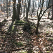 Wegesperre Stapelage Ein von Bäumen umgebener, vermooster Baumstumpf im lichten, sonnenbeschienenen Wald im Herbst.