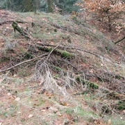Wegesperre Stapelager Pass Ein bewaldeter Hang voller gefallener Äste im Stapelager Pass mit herbstlichem Laubboden.