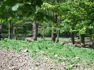 Wildgehege Willebadessen Wildschweine streifen durch ein bewaldetes Gehege mit grünem Unterholz und verstreuten Felsen.