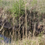 Moor-Abbau-Becken