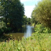 NSG Elseaue Naturbelassene Flusslandschaft mit dichtem Baumbestand am Ufer unter klarem Himmel in der Elseaue.