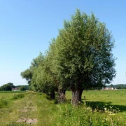 Werfener Bruch Eine Reihe von grünen Bäumen säumt einen ländlichen Weg, flankiert von weiten Wiesenflächen.