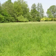 NSG Sudbachtal Wiese im Naturschutzgebiet Sudbachtal von Bäumen umgeben; im Hintergrund Felder im Sonnenlicht.