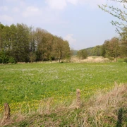 Grüne Wiese im NSG Kilverbachtal mit blühenden Wildblumen, umgeben von Bäumen unter blauem Himmel.